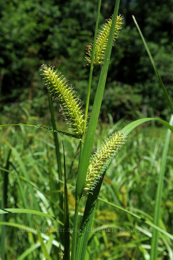 beaked sedges (Carex utriculata) [Forest Road 2266, Willamette National Forest, Linn County, Oregon]