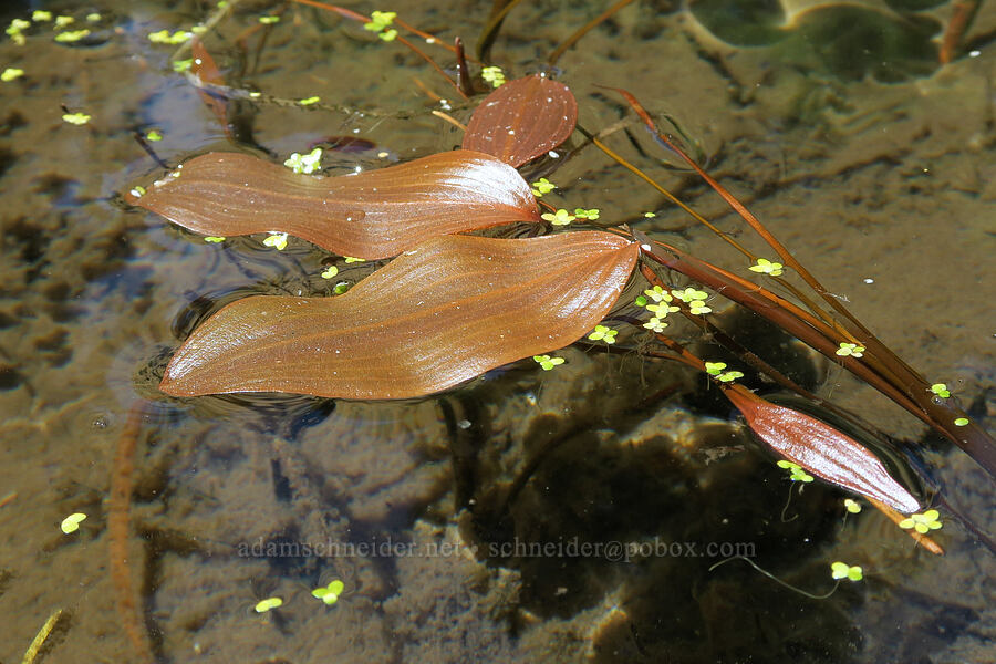 pondweed (Potamogeton sp.) [Forest Road 2266, Willamette National Forest, Linn County, Oregon]
