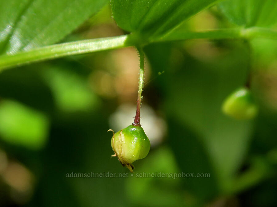 rosy twisted-stalk berries (Streptopus lanceolatus (Streptopus roseus)) [Pyramids Trail, Willamette National Forest, Linn County, Oregon]