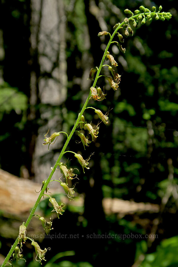 piggy-back plant (Tolmiea menziesii (Tiarella menziesii)) [Pyramids Trail, Willamette National Forest, Linn County, Oregon]
