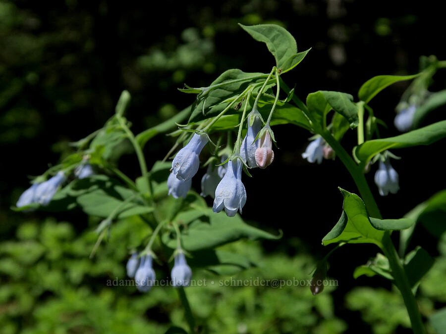tall bluebells (Mertensia paniculata) [Pyramids Trail, Willamette National Forest, Linn County, Oregon]