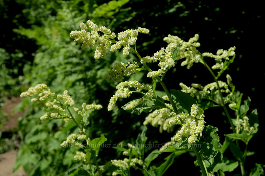 alpine knotweed (Aconogonon phytolaccifolium (Koenigia phytolaccifolia)) [Pyramids Trail, Willamette National Forest, Linn County, Oregon]