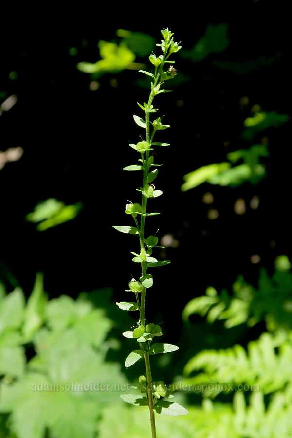 thyme-leaf veronica, gone to seed (Veronica serpyllifolia) [Pyramids Trail, Willamette National Forest, Linn County, Oregon]