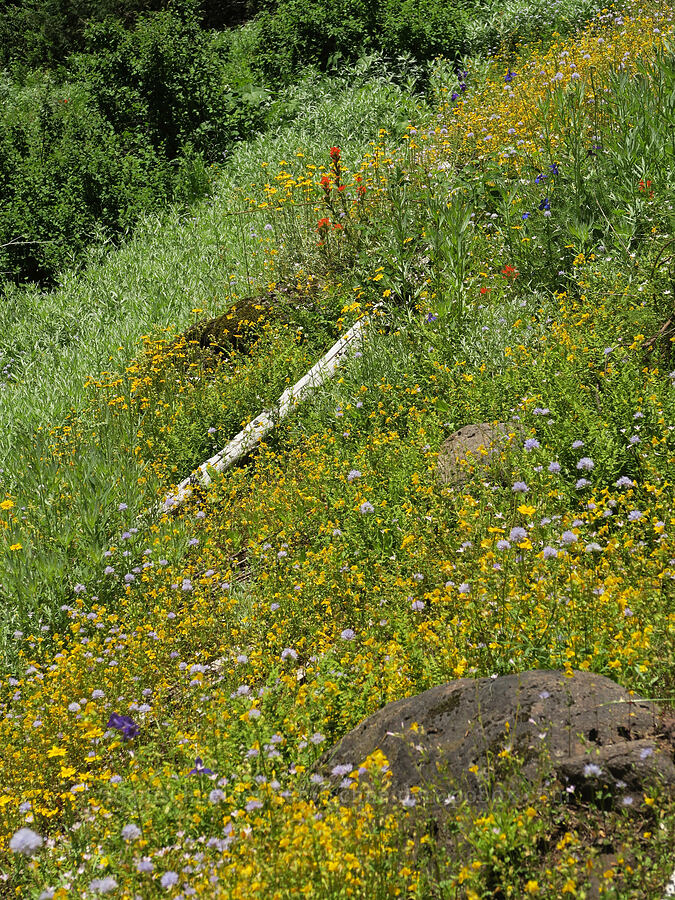 wildflowers (Erythranthe guttata (Mimulus guttatus), Gilia capitata, Castilleja hispida) [Pyramids Trail, Willamette National Forest, Linn County, Oregon]