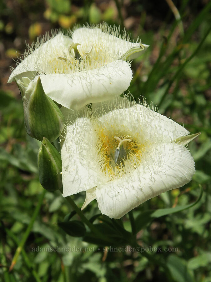 subalpine mariposa lilies (Calochortus subalpinus) [Pyramids Trail, Willamette National Forest, Linn County, Oregon]