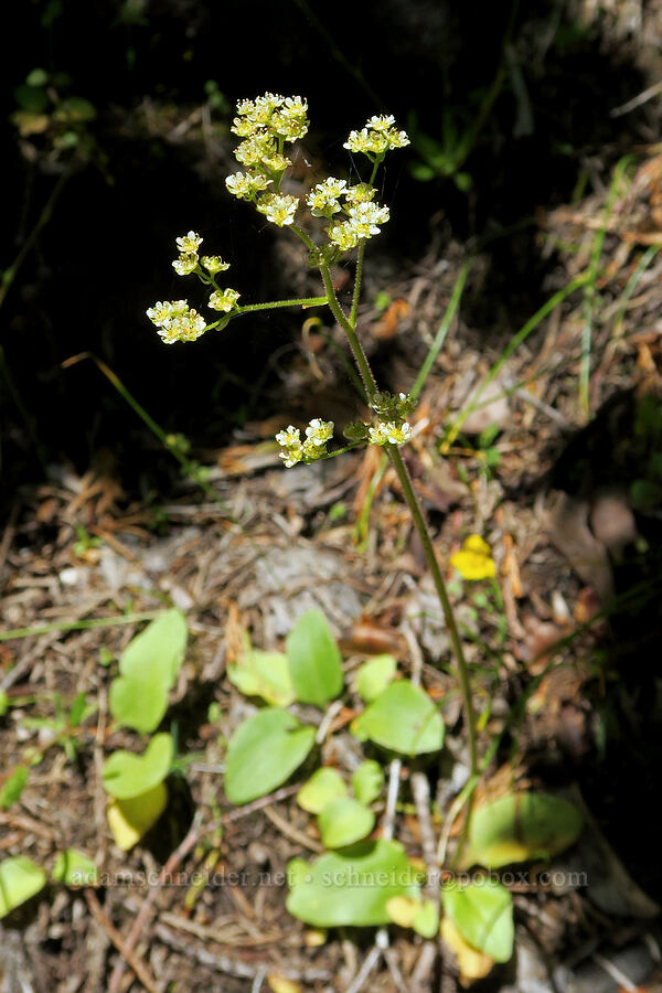 whole-leaf saxifrage (Micranthes integrifolia (Saxifraga integrifolia)) [Pyramids Trail, Willamette National Forest, Linn County, Oregon]