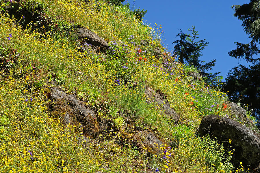 wildflowers (Erythranthe guttata (Mimulus guttatus), Delphinium menziesii, Castilleja hispida, Achillea millefolium) [Pyramids Trail, Willamette National Forest, Linn County, Oregon]