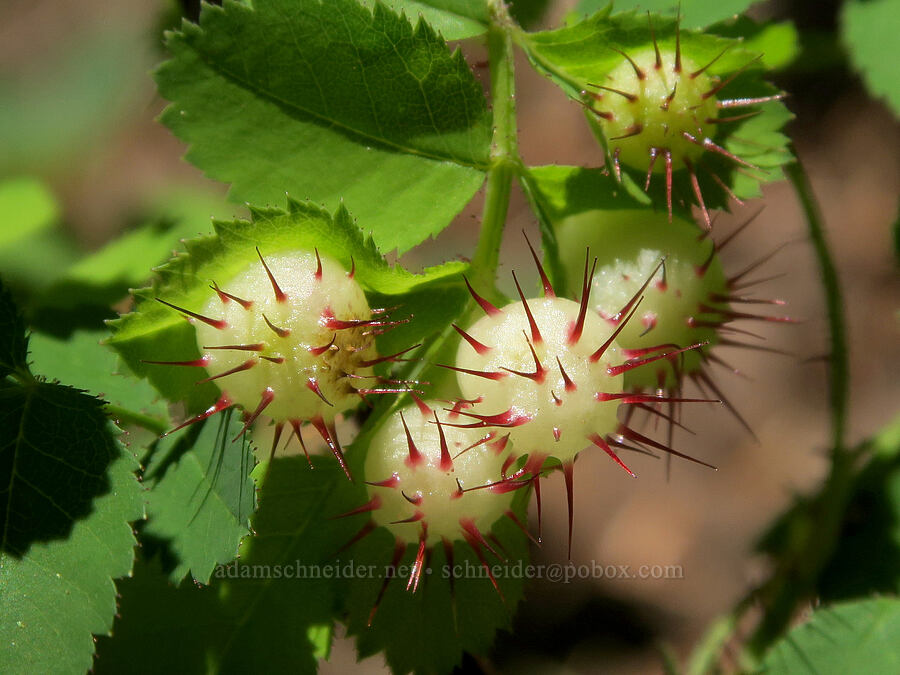 spiny rose galls (Diplolepis polita, Rosa gymnocarpa) [Pyramids Trail, Willamette National Forest, Linn County, Oregon]