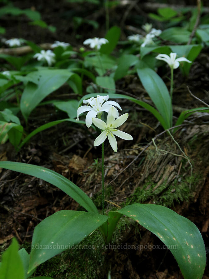 bead lilies (Clintonia uniflora) [Pyramids Trail, Willamette National Forest, Linn County, Oregon]
