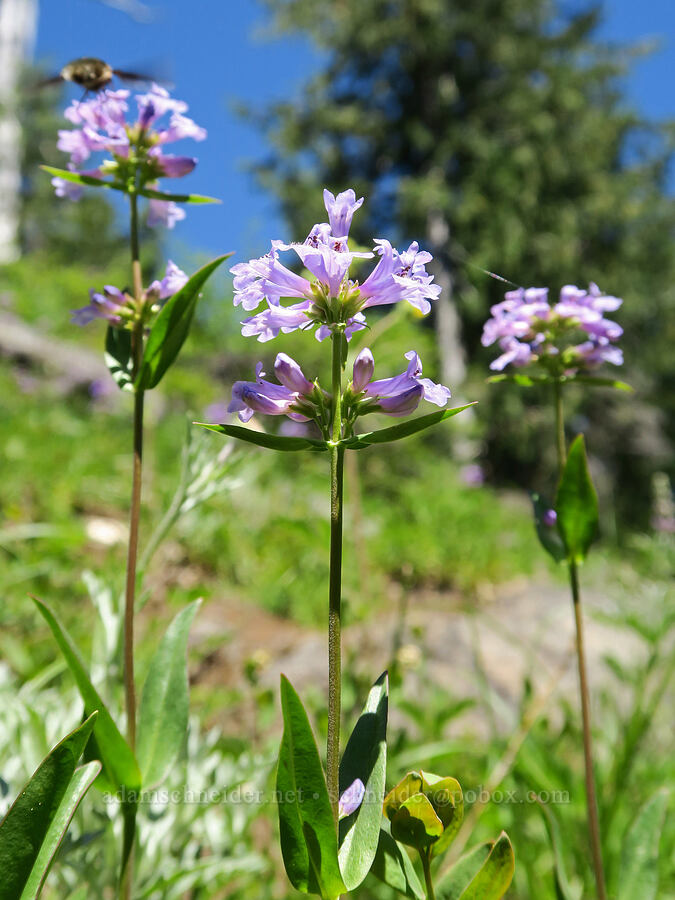 small-flower penstemon (Penstemon procerus) [Pyramids Trail, Willamette National Forest, Linn County, Oregon]