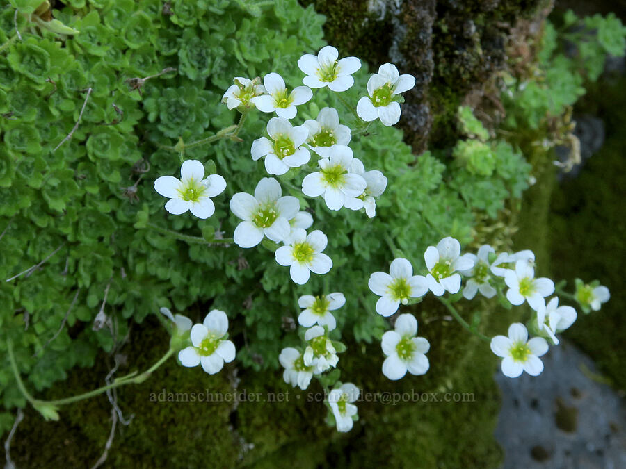 tufted saxifrage (Saxifraga cespitosa (Saxifraga caespitosa)) [Pyramids Trail, Willamette National Forest, Linn County, Oregon]