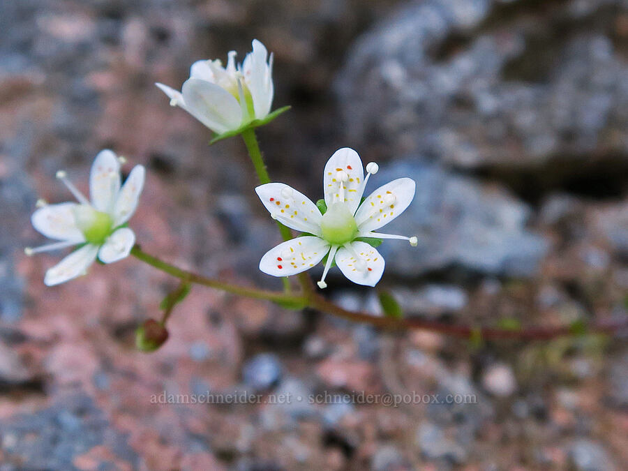 spotted saxifrage (Saxifraga bronchialis ssp. vespertina (Saxifraga vespertina)) [Pyramids Trail, Willamette National Forest, Linn County, Oregon]