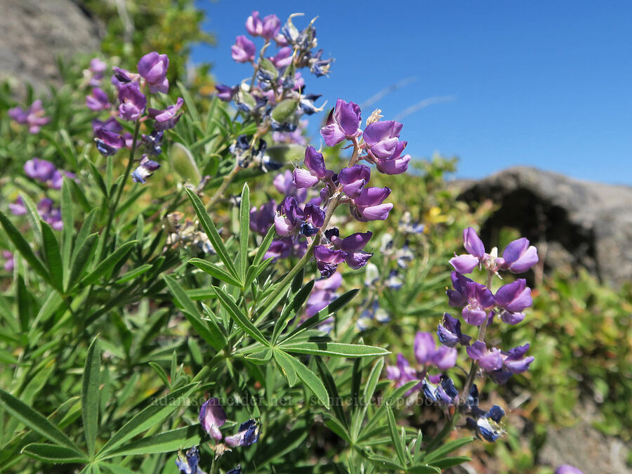 spurred lupine (Lupinus arbustus) [Middle Pyramid, Willamette National Forest, Linn County, Oregon]