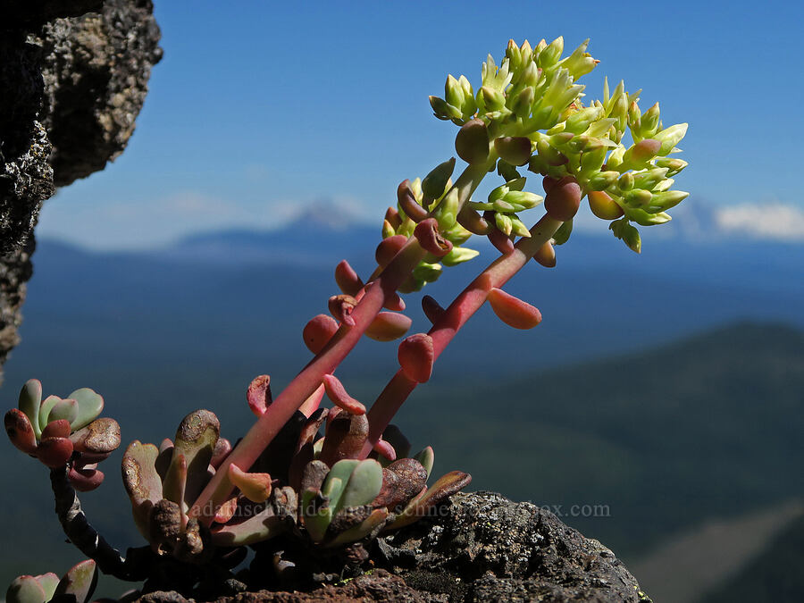 creamy stonecrop (Sedum oregonense) [Middle Pyramid, Willamette National Forest, Linn County, Oregon]