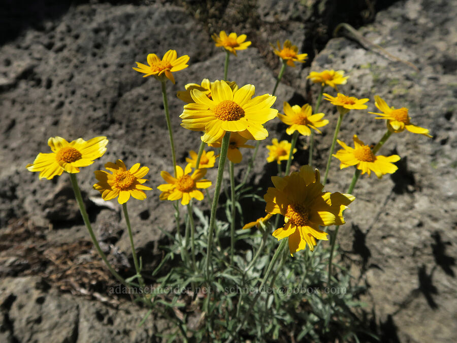 Oregon sunshine (Eriophyllum lanatum) [Middle Pyramid, Willamette National Forest, Linn County, Oregon]