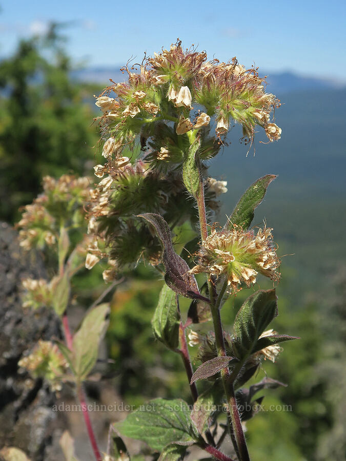 changeable phacelia (Phacelia mutabilis) [Middle Pyramid, Willamette National Forest, Linn County, Oregon]
