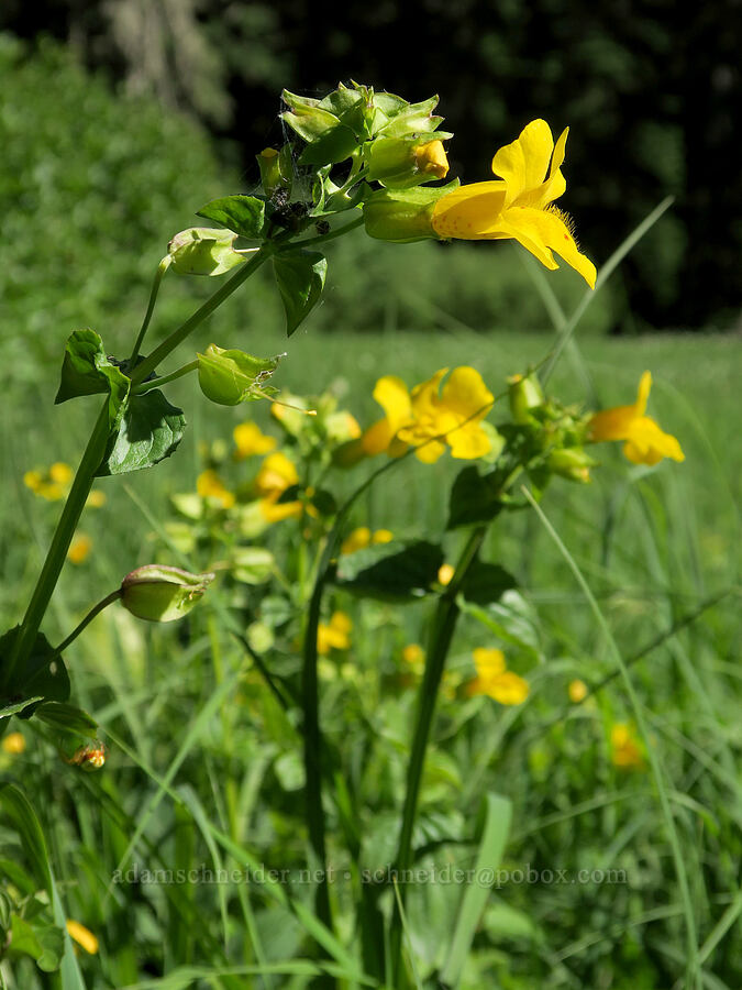 yellow monkeyflower (Erythranthe guttata (Mimulus guttatus)) [Pyramids Trail, Willamette National Forest, Linn County, Oregon]