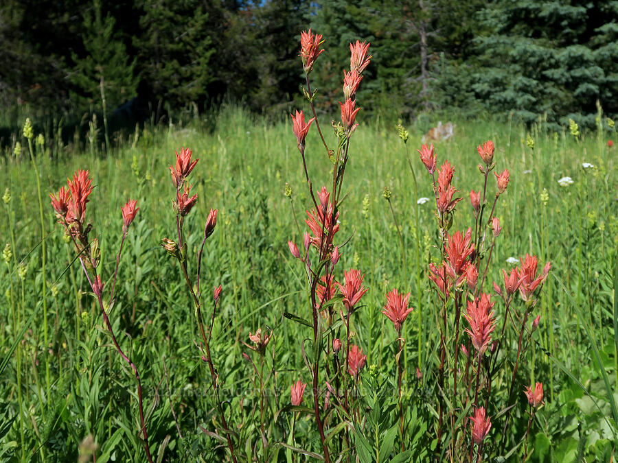 scarlet paintbrush (Castilleja miniata) [Park Creek Basin, Willamette National Forest, Linn County, Oregon]