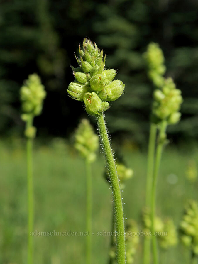 meadow/green-flowered alumroot (Heuchera chlorantha) [Park Creek Basin, Willamette National Forest, Linn County, Oregon]