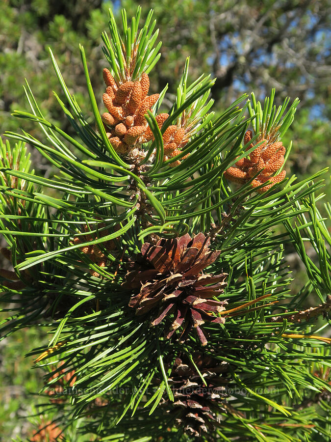 lodgepole pine flowers & cone (Pinus contorta ssp. murrayana) [Park Creek Basin, Willamette National Forest, Linn County, Oregon]