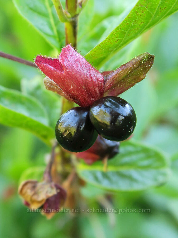 twin-berry honeysuckle (Lonicera involucrata) [Park Creek Basin, Willamette National Forest, Linn County, Oregon]