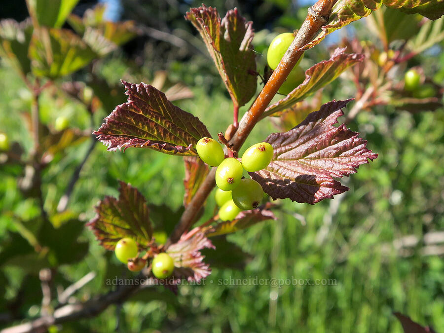 squashberry (high-bush cranberry) (Viburnum edule) [Park Creek Basin, Willamette National Forest, Linn County, Oregon]