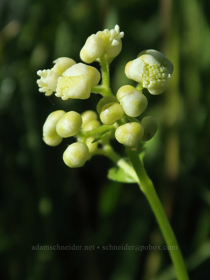 false bugbane, budding (Trautvetteria caroliniensis) [Park Creek Basin, Willamette National Forest, Linn County, Oregon]