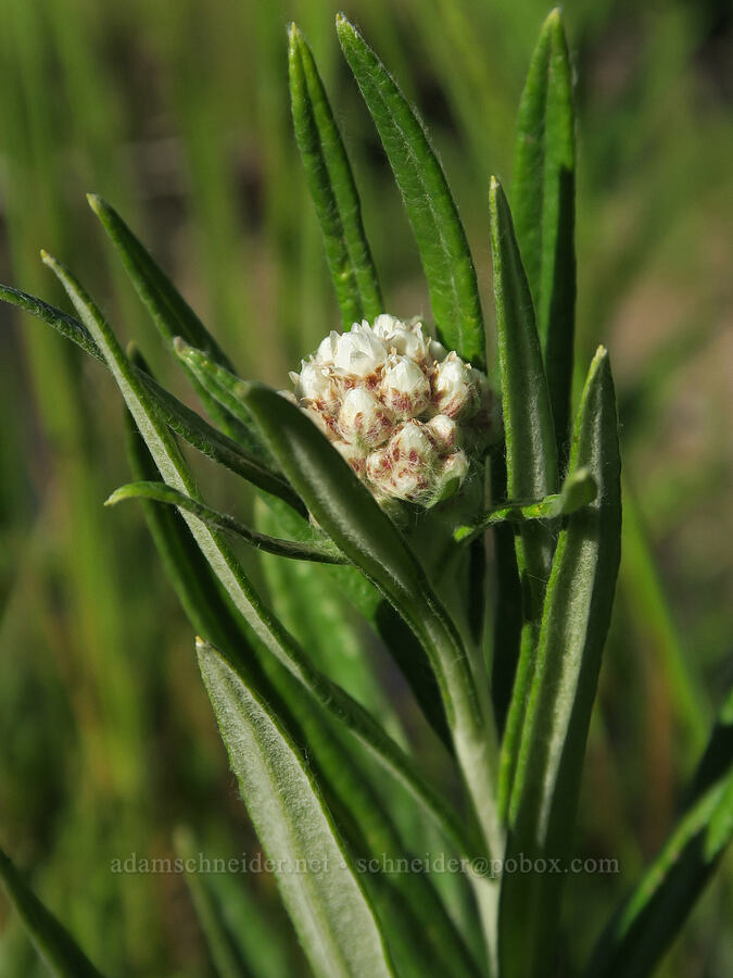 pearly everlasting, budding (Anaphalis margaritacea) [Park Creek Basin, Willamette National Forest, Linn County, Oregon]