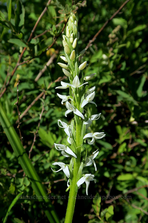white bog orchid (Platanthera dilatata (Habenaria dilatata)) [Park Creek Basin, Willamette National Forest, Linn County, Oregon]