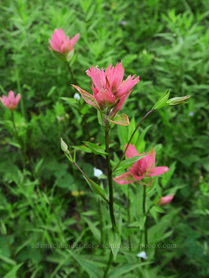pink paintbrush (Castilleja miniata) [Park Creek Basin, Willamette National Forest, Linn County, Oregon]