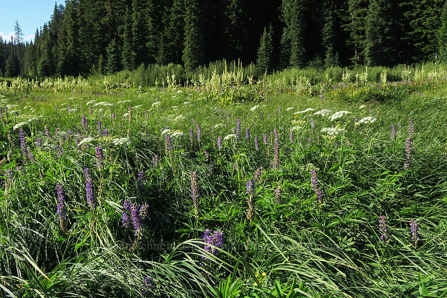 wildflowers (Heracleum maximum, Lupinus polyphyllus, Veratrum californicum) [Park Creek Basin, Willamette National Forest, Linn County, Oregon]