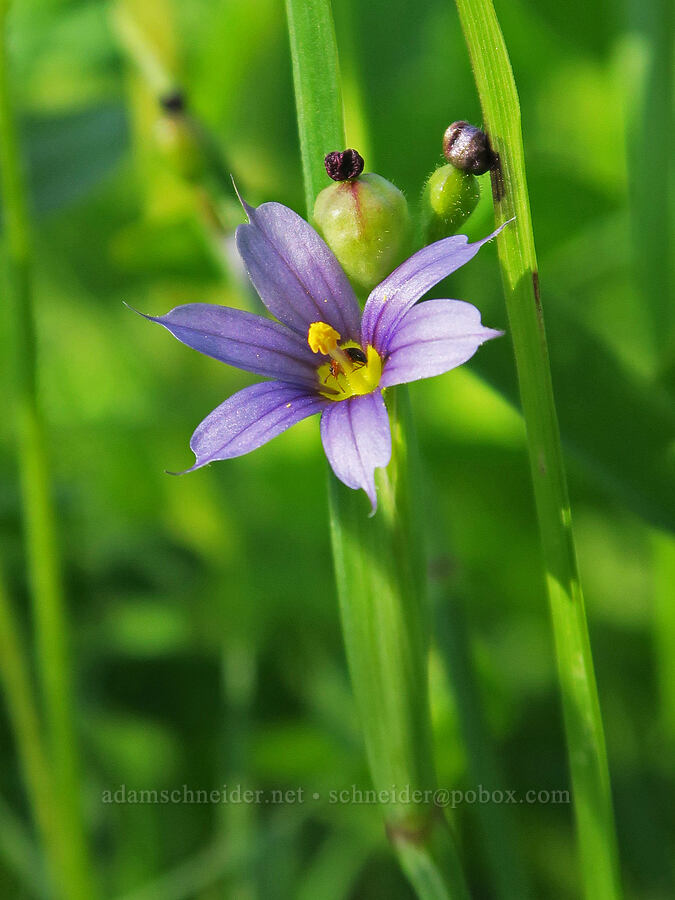 Idaho blue-eyed-grass (Sisyrinchium idahoense) [Park Creek Basin, Willamette National Forest, Linn County, Oregon]