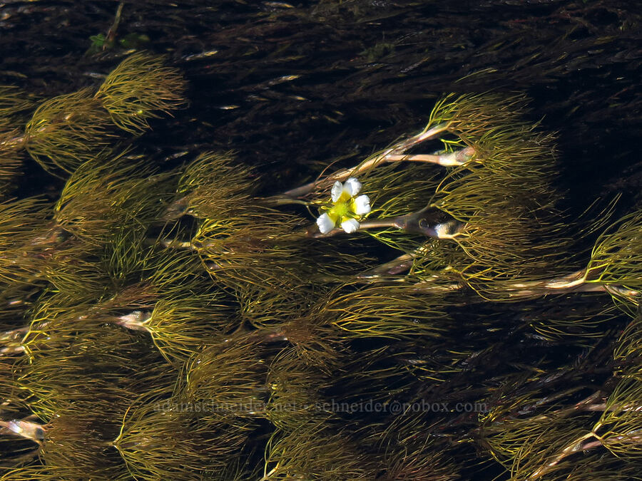 white water buttercup, blooming underwater (Ranunculus aquatilis var. diffusus (Ranunculus trichophyllus) (Batrachium aquatile)) [Park Creek Basin, Willamette National Forest, Linn County, Oregon]