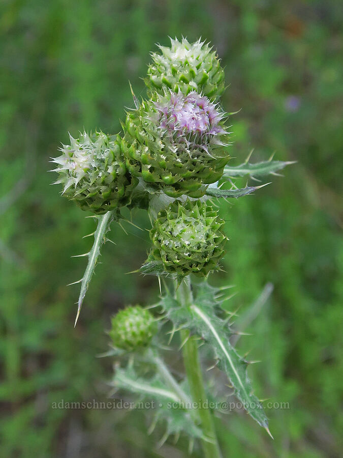 fringe-bract thistle, budding (Cirsium remotifolium var. odontolepis) [Park Creek Basin, Willamette National Forest, Linn County, Oregon]