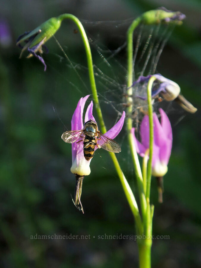 hoverfly on a shooting star (Eupeodes latifasciatus, Dodecatheon jeffreyi (Primula jeffreyi)) [Park Creek Basin, Willamette National Forest, Linn County, Oregon]