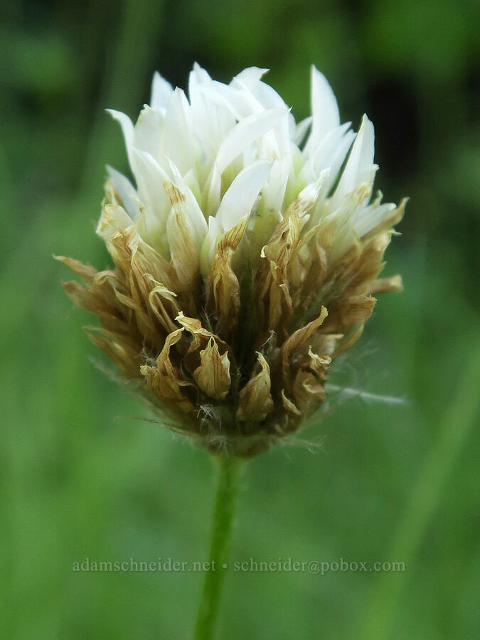 Hansen's long-stalk clover (Trifolium longipes ssp. hansenii) [Park Creek Basin, Willamette National Forest, Linn County, Oregon]