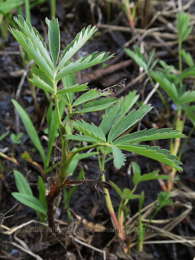 purple marsh cinquefoil leaves (Comarum palustre (Potentilla palustris)) [Park Creek Basin, Willamette National Forest, Linn County, Oregon]