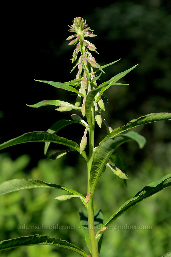 fireweed, budding (Chamerion angustifolium (Chamaenerion angustifolium) (Epilobium angustifolium)) [Park Creek Basin, Willamette National Forest, Linn County, Oregon]