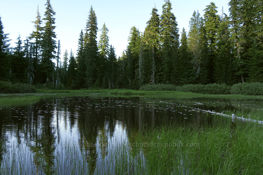 pond [Forest Road 2607-590, Willamette National Forest, Linn County, Oregon]