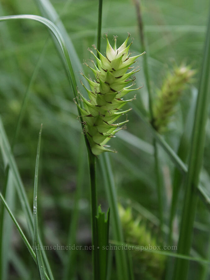 western inflated sedge (Carex exsiccata) [Forest Road 2607-590, Willamette National Forest, Linn County, Oregon]