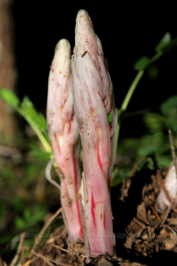 candystick/sugarstick (Allotropa virgata) [Mount Townsend Trail, Olympic National Forest, Jefferson County, Washington]