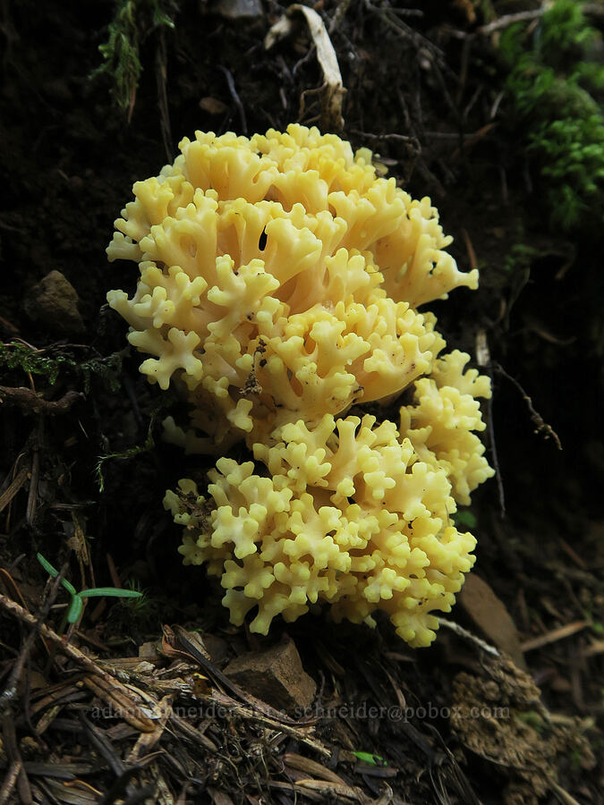 coral fungus (Ramaria sp.) [Mount Townsend Trail, Olympic National Forest, Jefferson County, Washington]
