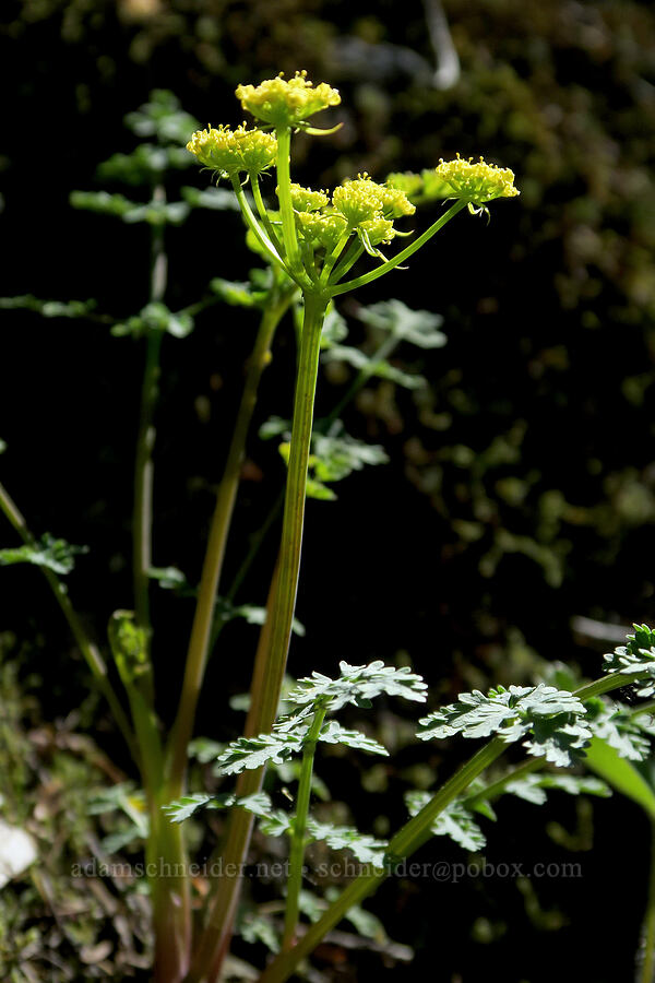 Cascade desert parsley (Lomatium martindalei) [Mount Townsend Trail, Buckhorn Wilderness, Jefferson County, Washington]