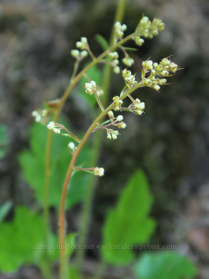 small-flowered alumroot, budding (Heuchera micrantha var. diversifolia) [Mount Townsend Trail, Buckhorn Wilderness, Jefferson County, Washington]