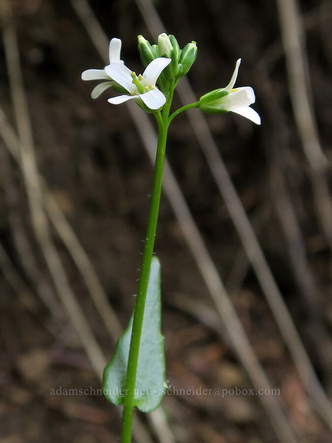 white rock-cress (Arabis sp.) [Mount Townsend Trail, Buckhorn Wilderness, Jefferson County, Washington]
