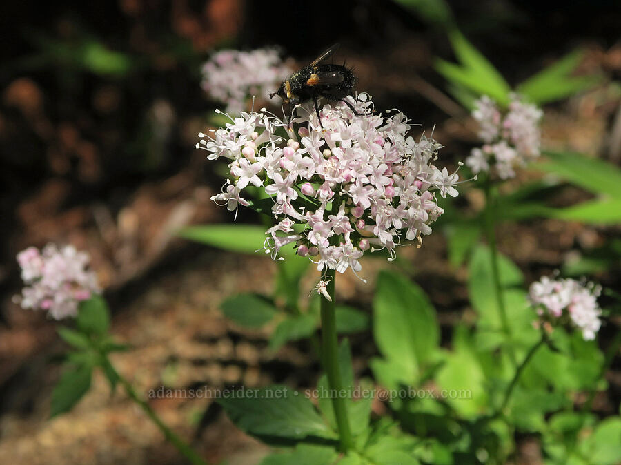 Scouler's valerian (and a big fat fly) (Valeriana scouleri (Valeriana sitchensis ssp. scouleri)) [Mount Townsend Trail, Buckhorn Wilderness, Jefferson County, Washington]