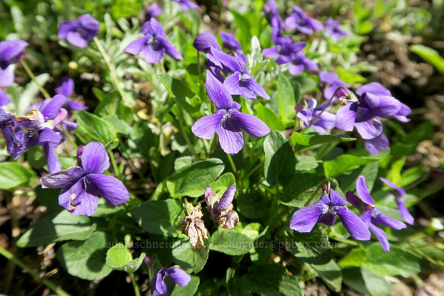 hooked violets (Viola adunca) [Mount Townsend Trail, Buckhorn Wilderness, Jefferson County, Washington]