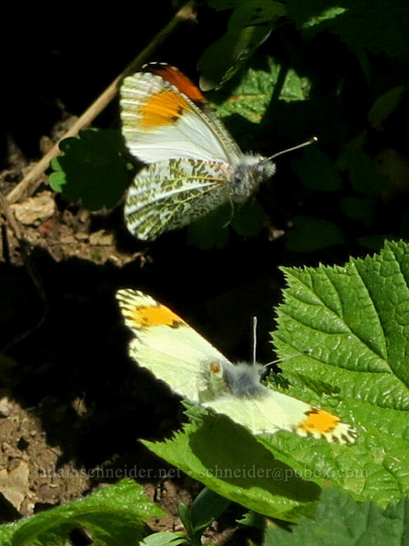 orange-tip butterflies (Anthocharis julia (Anthocharis sara)) [Mount Townsend Trail, Buckhorn Wilderness, Jefferson County, Washington]