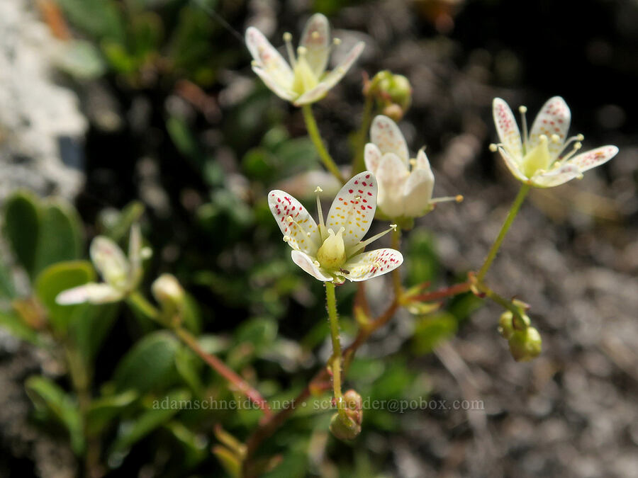 spotted saxifrage (Saxifraga bronchialis ssp. austromontana (Saxifraga austromontana)) [Mount Townsend Trail, Buckhorn Wilderness, Jefferson County, Washington]
