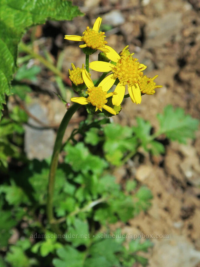 Flett's ragwort (Packera flettii (Senecio flettii)) [Mount Townsend Trail, Buckhorn Wilderness, Jefferson County, Washington]